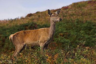 《艾尔登法环：黑夜君临》浓缩RPG体验 受速通玩法启发